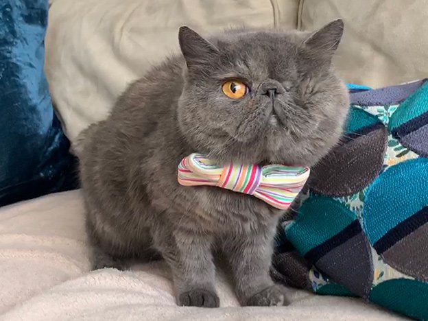 A one-eyed cat wearing a bow tie